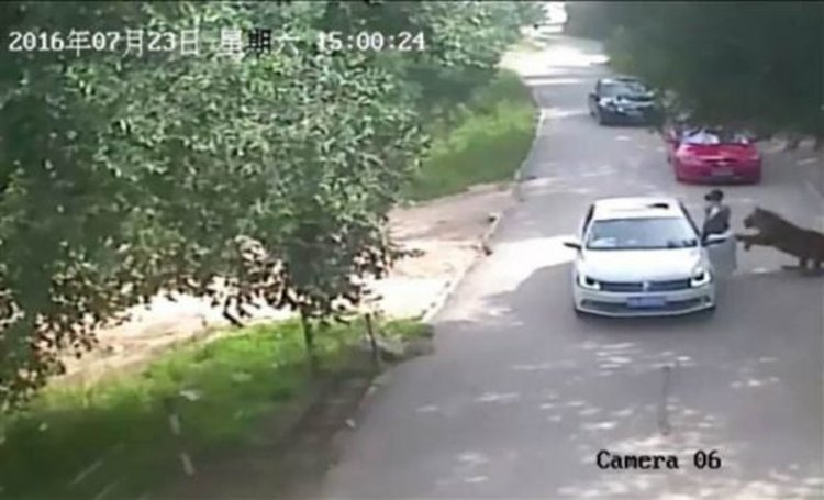 Тигър уби жена в сафари парк в Китай  (видео 18+)