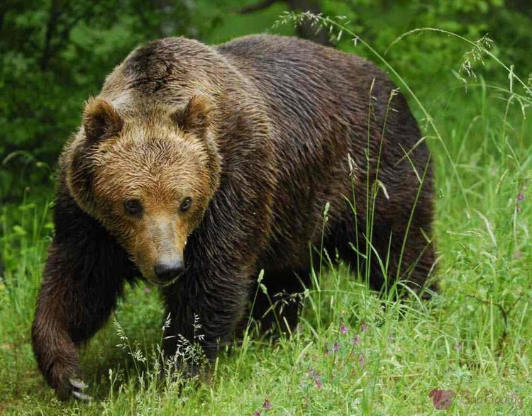 За пръв път от 20 г. мечка нападна кошара и завлече теле в гората