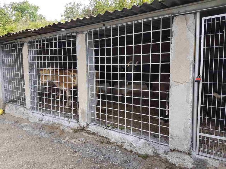 Солени глоби за собствениците на животни,пашуващи в Кърджали