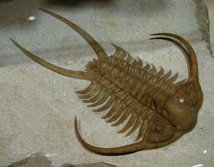 На прага сме на шестото масово измиране, прогнозират учени