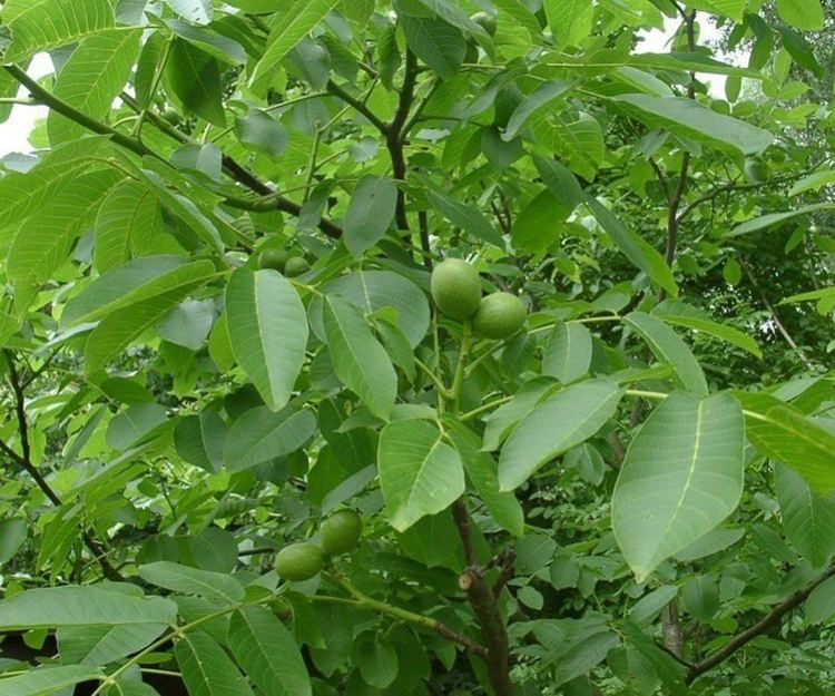 Църквата ни празнува рожден ден с листа от орех