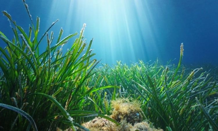 Морската трева "запечатва" пластмасовите частици в Средиземно море