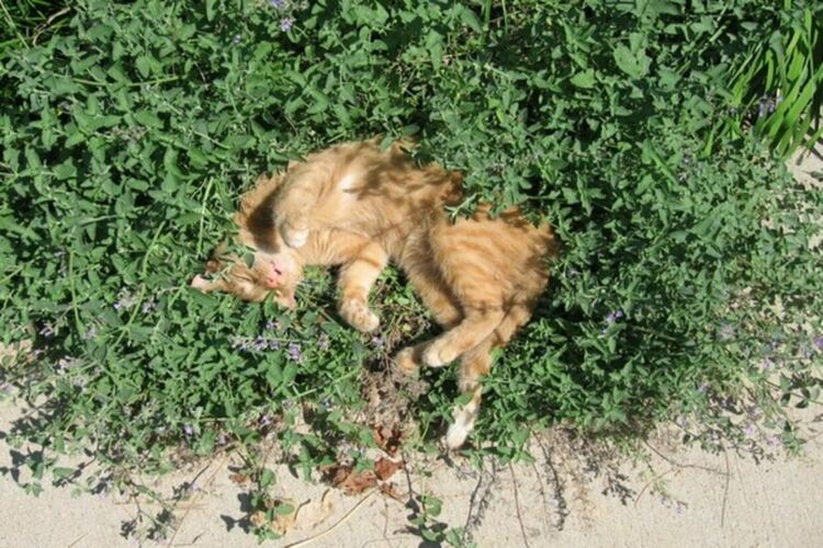 Лудото търкаляне на котките в тези растения не е само за удоволствие, откриха изследователи