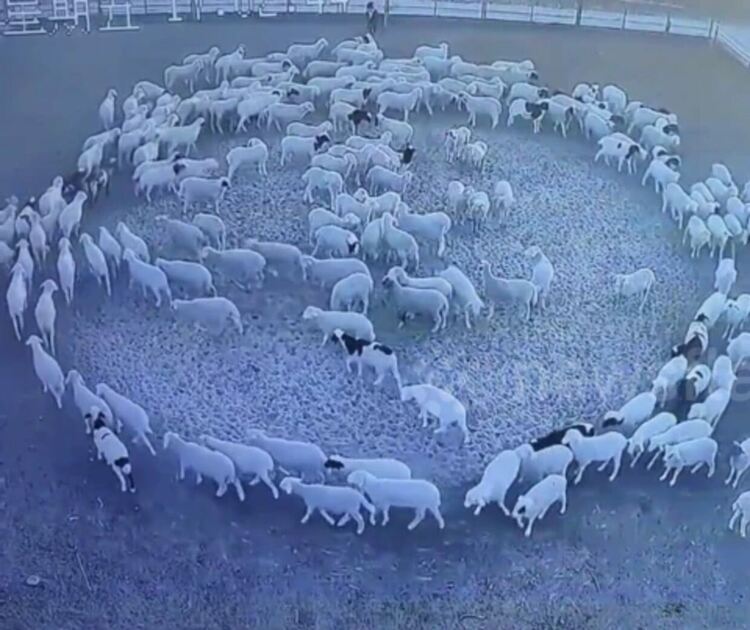 Стотици овце се движат в кръг от 12 дни