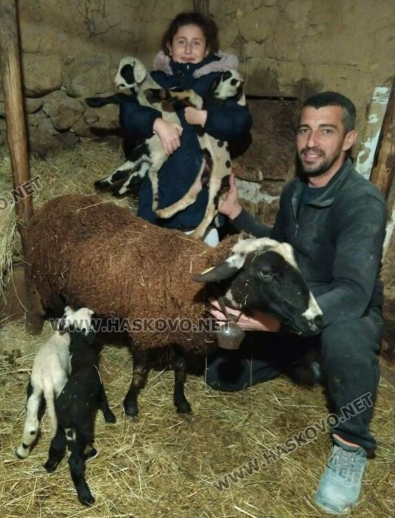 Животновъд: Овца роди четиризнаци в Хасковско  