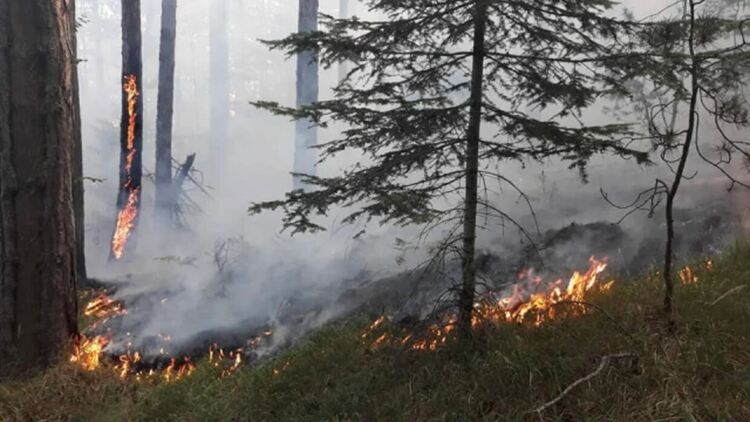 България е на челни места в класацията по горски пожари в ЕС за 2024 г.